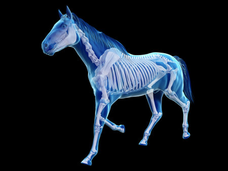 3d rendered medically accurate illustration of the equine anatomy - the skeletonの写真素材