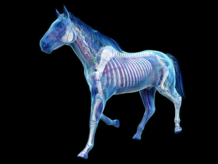 3d rendered medically accurate illustration of the equine anatomyの写真素材