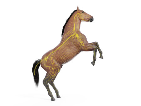 3d rendered medically accurate illustration of the equine anatomy - the nervous systemの写真素材