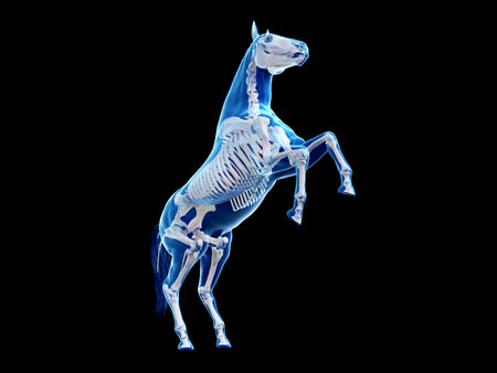 3d rendered medically accurate illustration of the equine anatomy - the skeletonの写真素材
