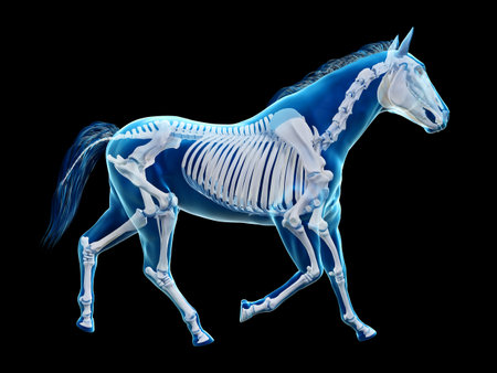 3d rendered medically accurate illustration of the equine anatomy - the skeletonの写真素材