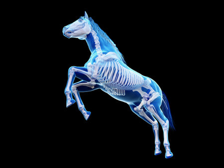 3d rendered medically accurate illustration of the equine anatomy - the skeletonの写真素材