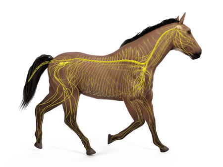 3d rendered medically accurate illustration of the equine anatomy - the nervous systemの写真素材