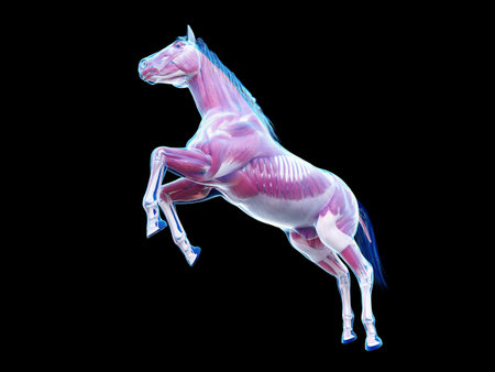 3d rendered medically accurate illustration of the equine anatomy - the muscle systemの写真素材