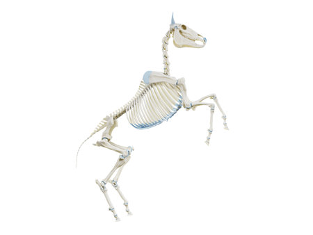 3d rendered medically accurate illustration of the equine anatomy - the skeletonの写真素材