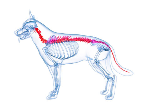 3d rendered medically accurate illustration of a dog spineの写真素材