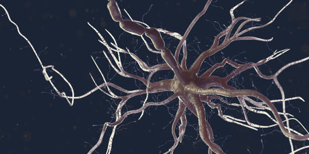 3d rendered illustration of a human nerve cell