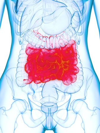 3d rendered medically accurate illustration of a diseases small intestineの写真素材