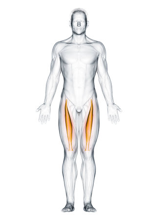 3d rendered muscle illustration of the rectus femorisの写真素材