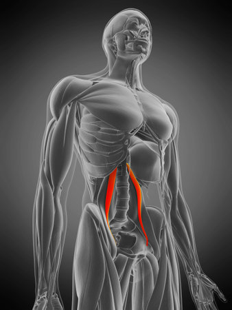 3d rendered medically accurate muscle anatomy illustration - psoas minorの写真素材