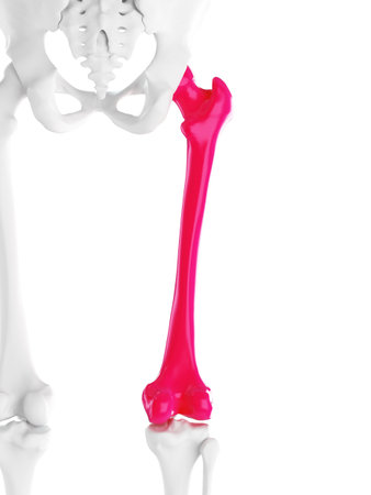 3d rendered medically accurate illustration of the femurの写真素材