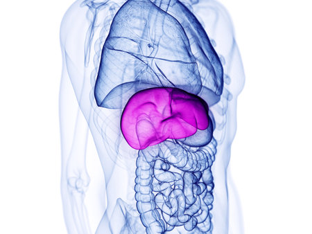 3d rendered medically accurate illustration of the liverの写真素材