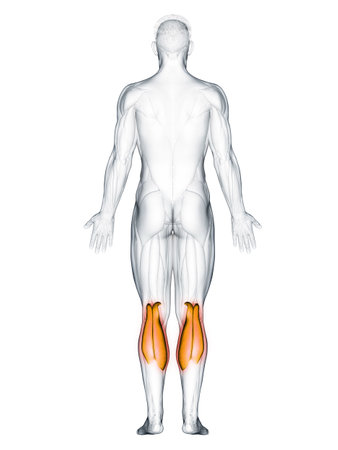 3d rendered muscle illustration of the gastrocnemiusの写真素材