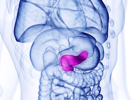 3d rendered medically accurate illustration of the pancreas の写真素材