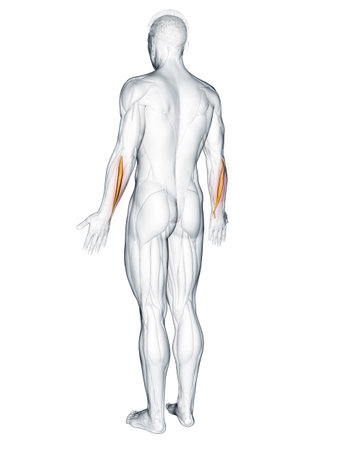 3d rendered muscle illustration of the extensor carpi ulnarisの写真素材