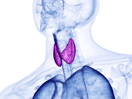 3d rendered medically accurate illustration of the thyroid glandの写真素材
