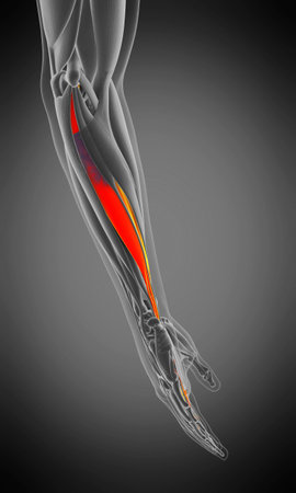 3d rendered medically accurate muscle anatomy illustration - flexor digitorum superficialisの写真素材
