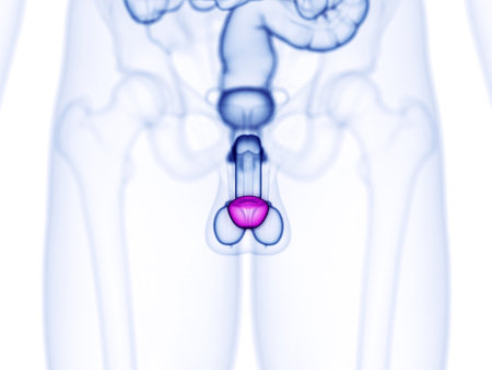 3d rendered medically accurate illustration of the glans penisの写真素材