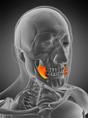 3d rendered medically accurate muscle anatomy illustration - buccinatorの写真素材