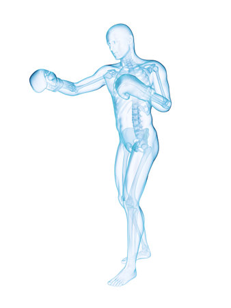 3d rendered illustration of a boxerの写真素材
