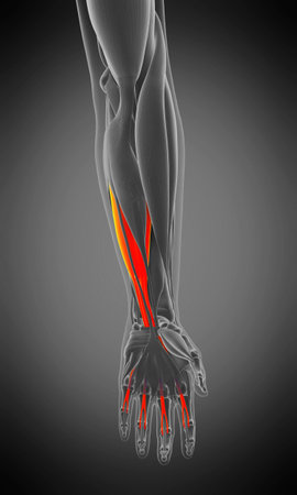 3d rendered medically accurate muscle anatomy illustration - flexor digitorum superficialisの写真素材