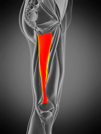 3d rendered medically accurate muscle anatomy illustration - adductor magnusの写真素材