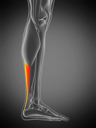 3d rendered medically accurate muscle anatomy illustration - achilles tendonの写真素材