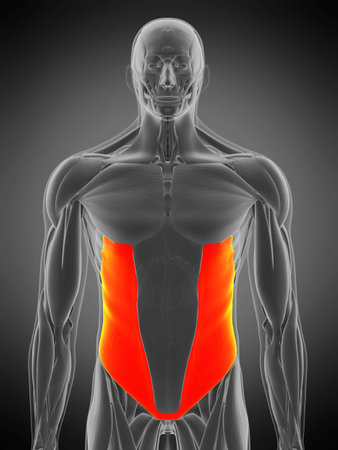 3d rendered medically accurate muscle anatomy illustration - external obliqueの写真素材
