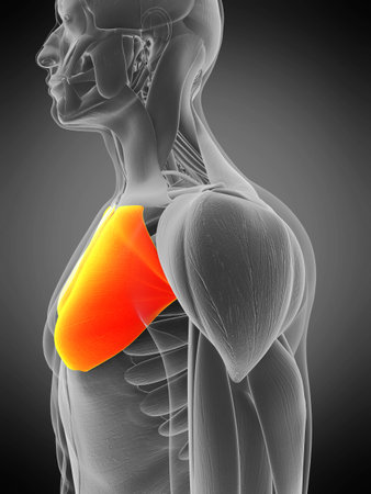 3d rendered medically accurate muscle anatomy illustration - pectoralis majorの写真素材