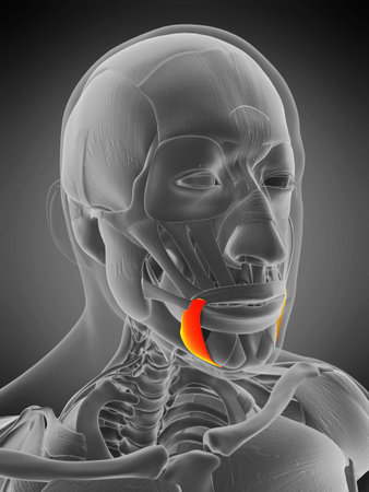3d rendered medically accurate muscle anatomy illustration - depressor anguli orisの写真素材