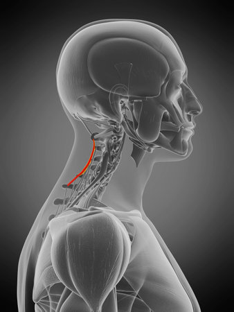 3d rendered medically accurate muscle anatomy illustration - spinalis cervicisの写真素材