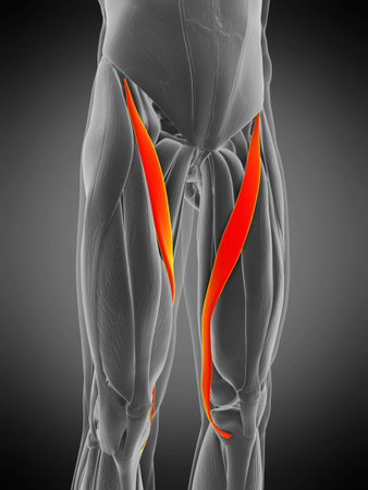 3d rendered medically accurate muscle anatomy illustration - sartoriusの写真素材