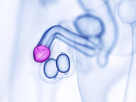 3d rendered medically accurate illustration of the glans penis