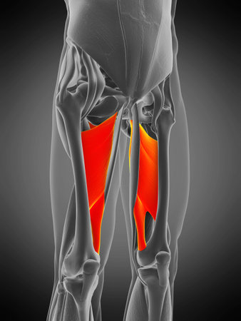 3d rendered medically accurate muscle anatomy illustration - adductor magnusの写真素材