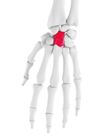 3d rendered medically accurate illustration of capitaleの写真素材