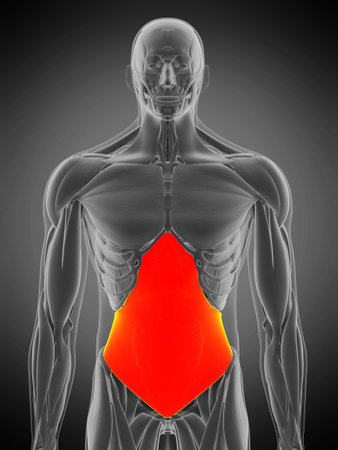 3d rendered medically accurate muscle anatomy illustration - transversus abdominisの写真素材