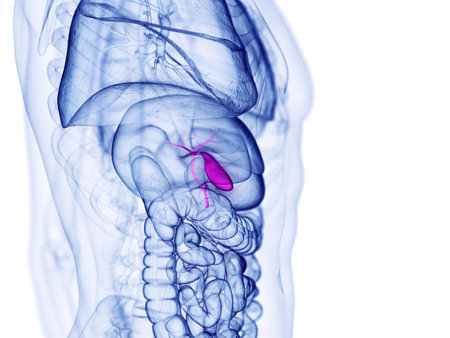 3d rendered medically accurate illustration of the gallbladderの写真素材