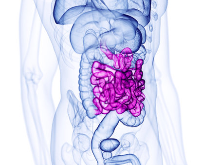 3d rendered medically accurate illustration of the small intestineの写真素材