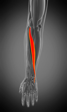 3d rendered medically accurate muscle anatomy illustration - extensor carpi ulnaris
