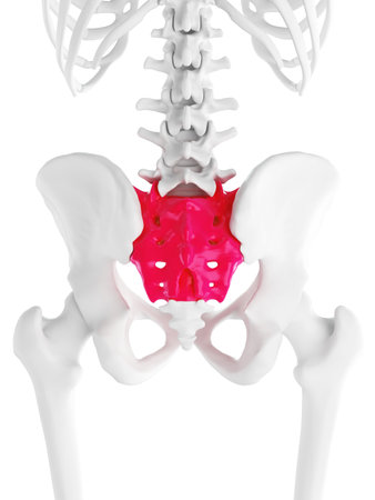 3d rendered medically accurate illustration of the sacrumの写真素材