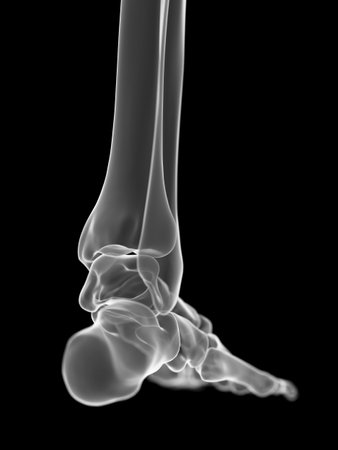3d rendered medically accurate illustration of the ankle jointの写真素材