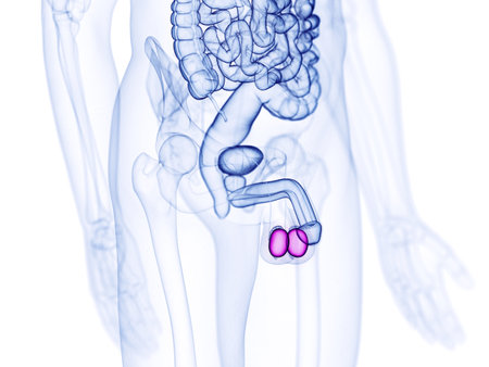 3d rendered medically accurate illustration of the testesの写真素材
