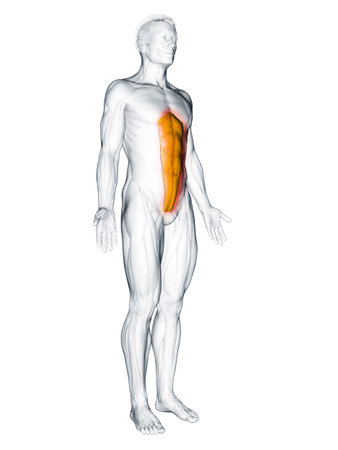 3d rendered muscle illustration of the rectus abdominisの写真素材