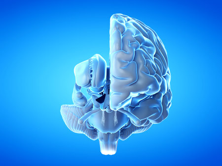 3d rendered medical illustration of a human brain