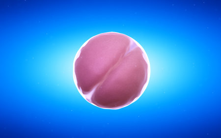3d rendered medical illustration of a 2 cell stage egg cellの写真素材