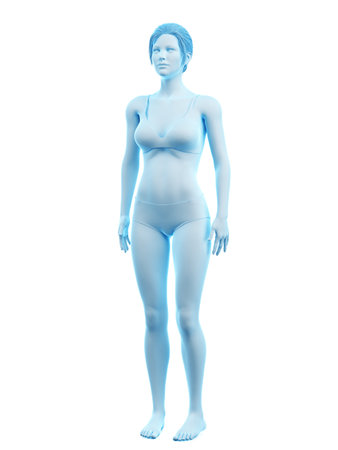 3d rendered medically accurate illustration of a womanの写真素材