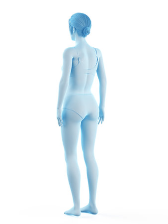 3d rendered medically accurate illustration of a womanの写真素材