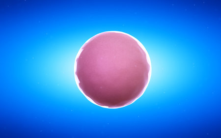3d rendered medical illustration of a fertilied egg cellの写真素材