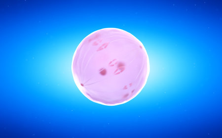 3d rendered medical illustration of a dividing egg cell