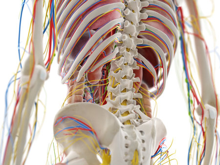 3d rendered medically accurate illustration of the pelvic anatomyの写真素材